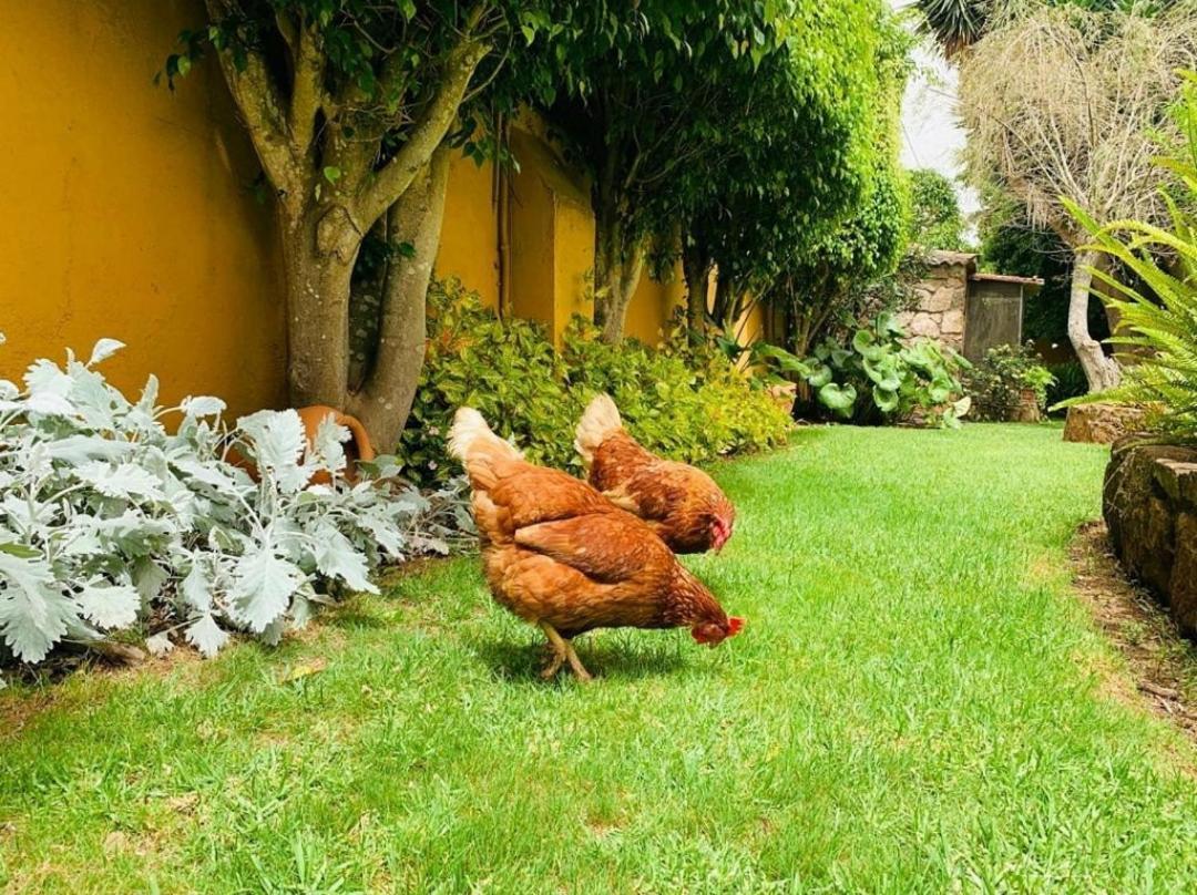 Finca El Trazo Tacoronte Esterno foto
